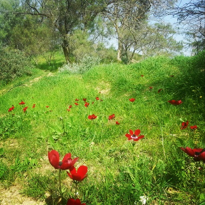פריחת כלניות 2014 - אל מרבדי פריחת הכלניות