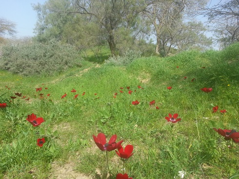 גן לאומי אשכול - פארק הבשור